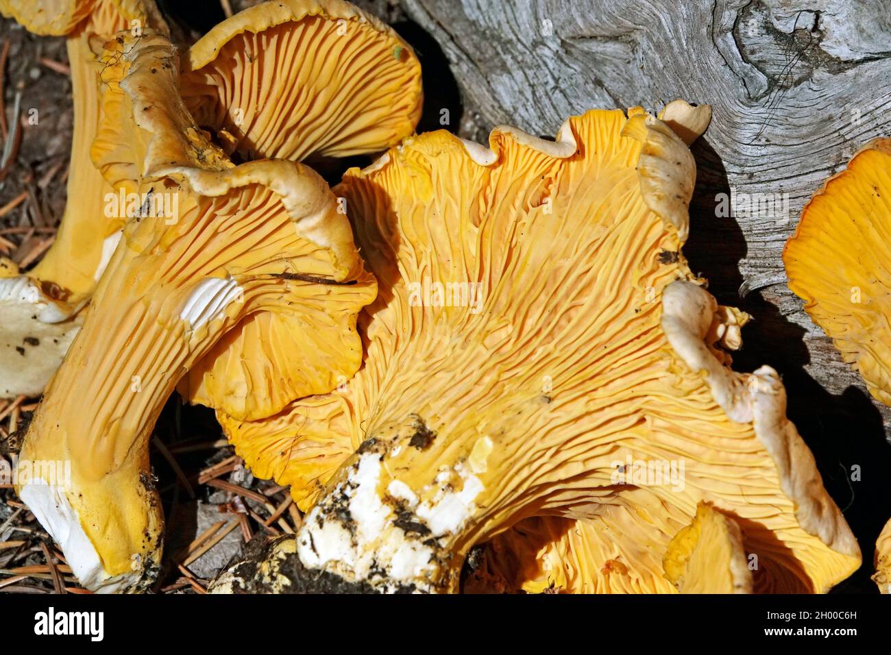 Ein Korb mit goldenen Pfifferlingspilzen, Cantharellus cibarius, gehört zu den essbarsten Pilzen in der Natur. Diese befanden sich im Casc des pazifischen Nordwestens Stockfoto