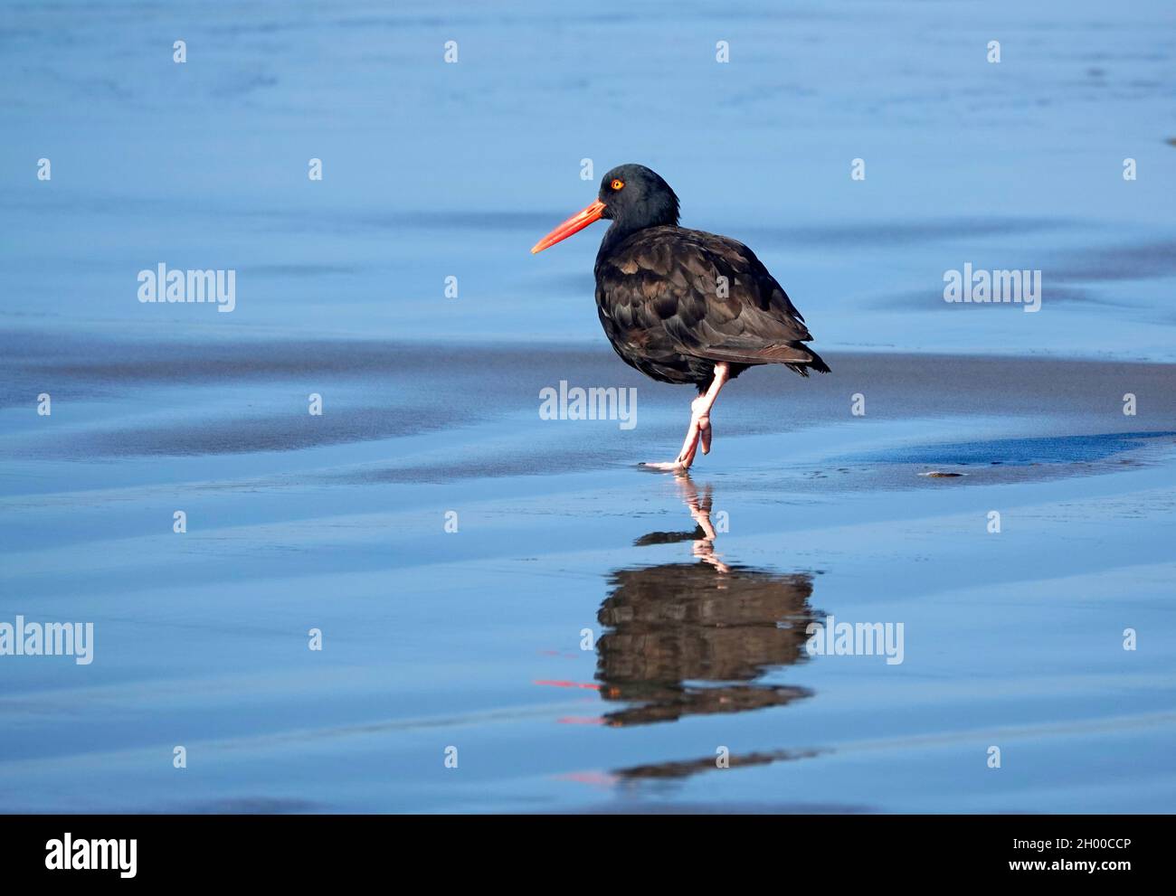 Eine schwarze Austernfischer Seevögel, Haematopus bachmani, füttert am Strand in der Nähe von Seal Rock, Oregon. Stockfoto