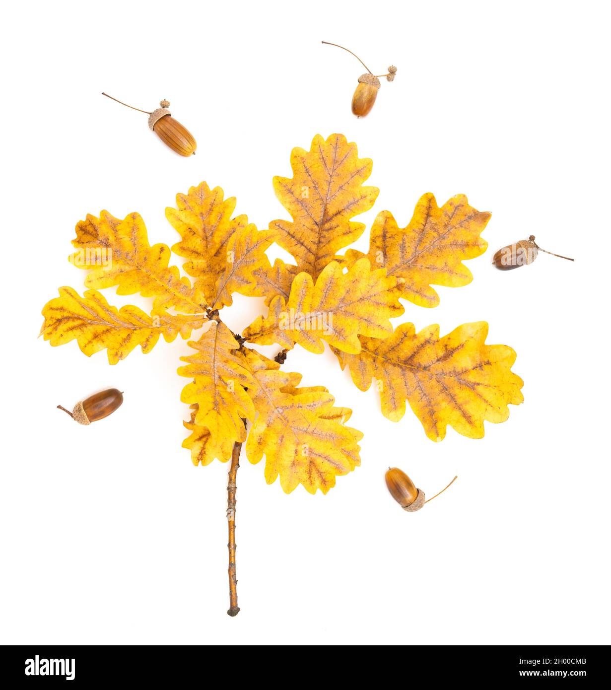 Nahaufnahme von pigmentierten Eichenblättern und Eicheln isoliert auf Weiß. Natürliche Geschenke des Herbstes. Stockfoto