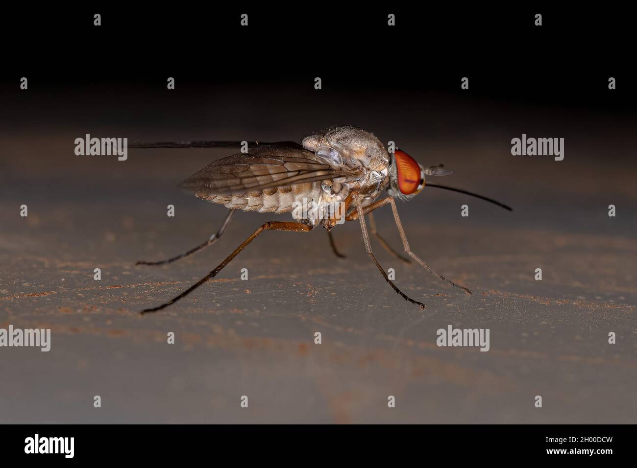 Ausgewachsene Bienenfliege der Familie Bombyliidae Stockfoto
