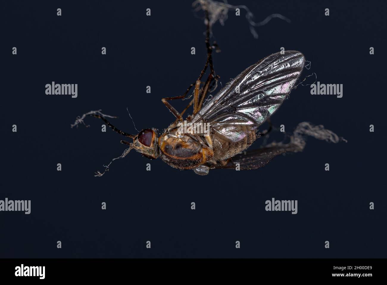 Ausgewachsene Bienenfliege der Familie Bombyliidae Stockfoto