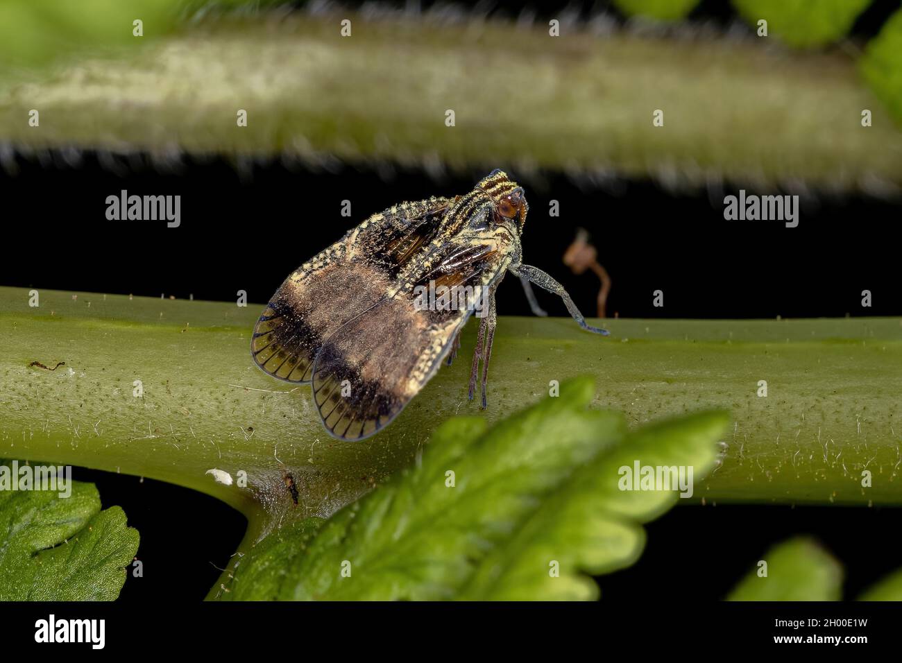 Erwachsene kleine Planthopper der Familie Cixiidae Stockfoto