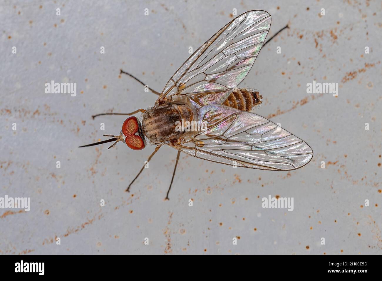 Ausgewachsene Bienenfliege der Familie Bombyliidae Stockfoto