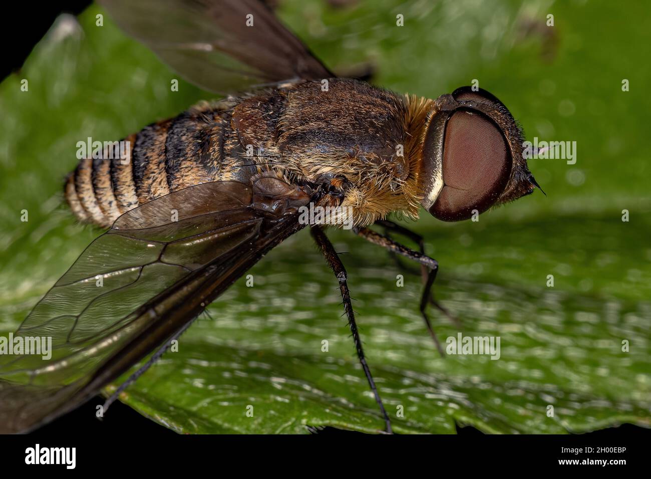 Ausgewachsene Bienenfliege der Familie Bombyliidae Stockfoto