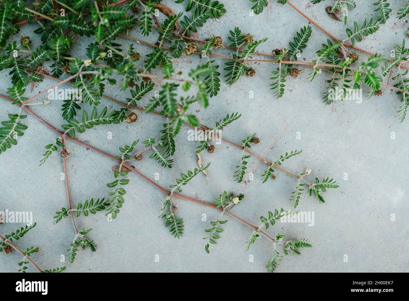 Die Zweige der Teufelsdorn-Pflanze Zweige mit grünen Blättern auf der  grauen Oberfläche Stockfotografie - Alamy