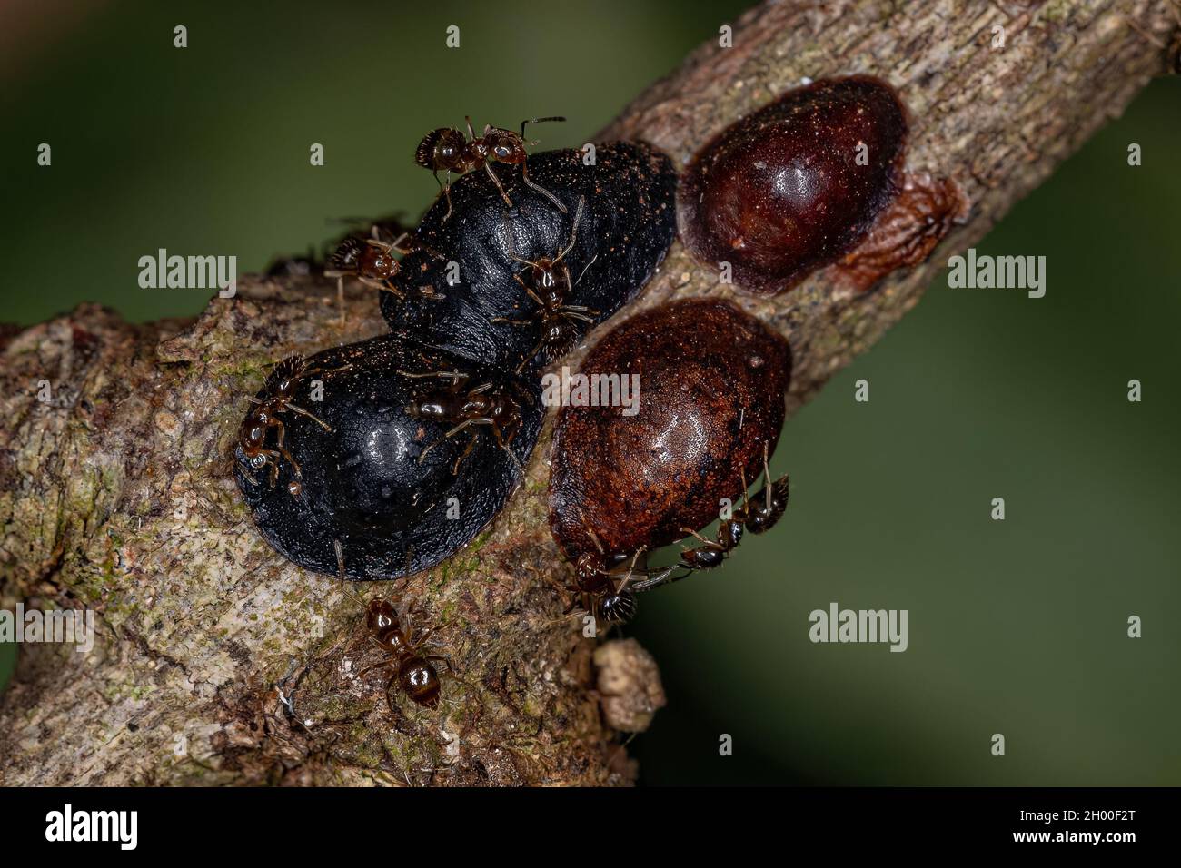 Kleine Erwachsene Rover-Ameise der Gattung Brachymyrmex und Scale-Insekten der Superfamilie Coccoidea Stockfoto