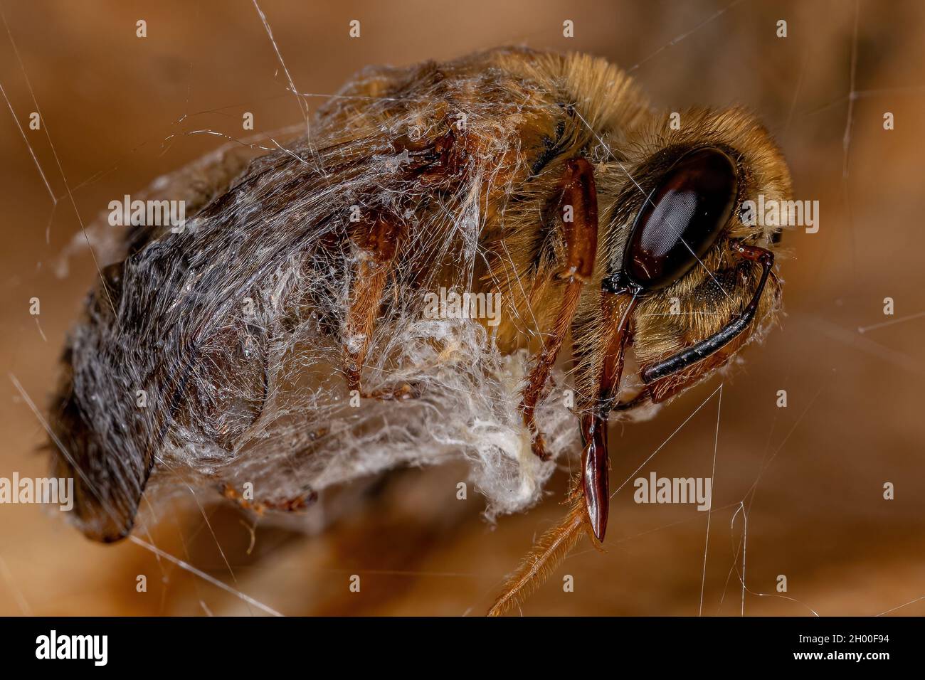 Ausgewachsene tote Honigbiene der Familie apidae, die von einer Spinne ausgebeut und mit Seide bedeckt wurde Stockfoto