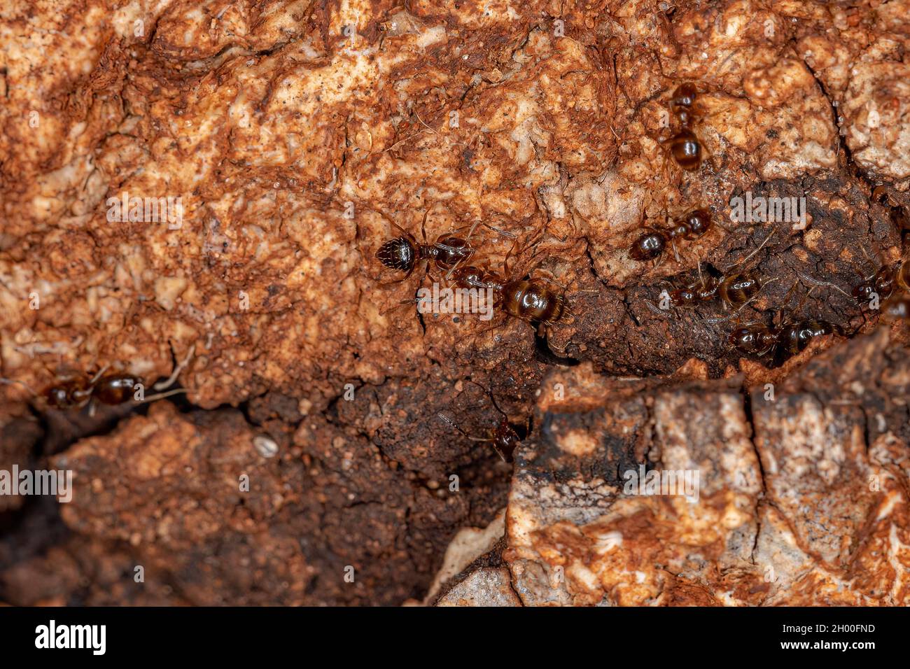 Kleine Erwachsene Rover-Ameise der Gattung Brachymyrmex Stockfoto
