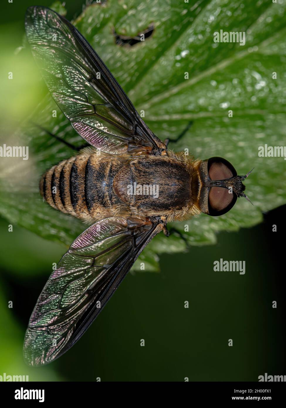 Ausgewachsene Bienenfliege der Familie Bombyliidae Stockfoto
