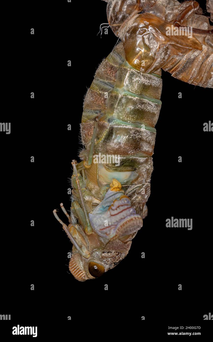 Erwachsener Riesenkicada der Art Quesada gigas im Prozess der Eklyse, bei dem sich die Zikade zum Erwachsenenstadium entwickelt und das alte Exoskelett Th verlässt Stockfoto