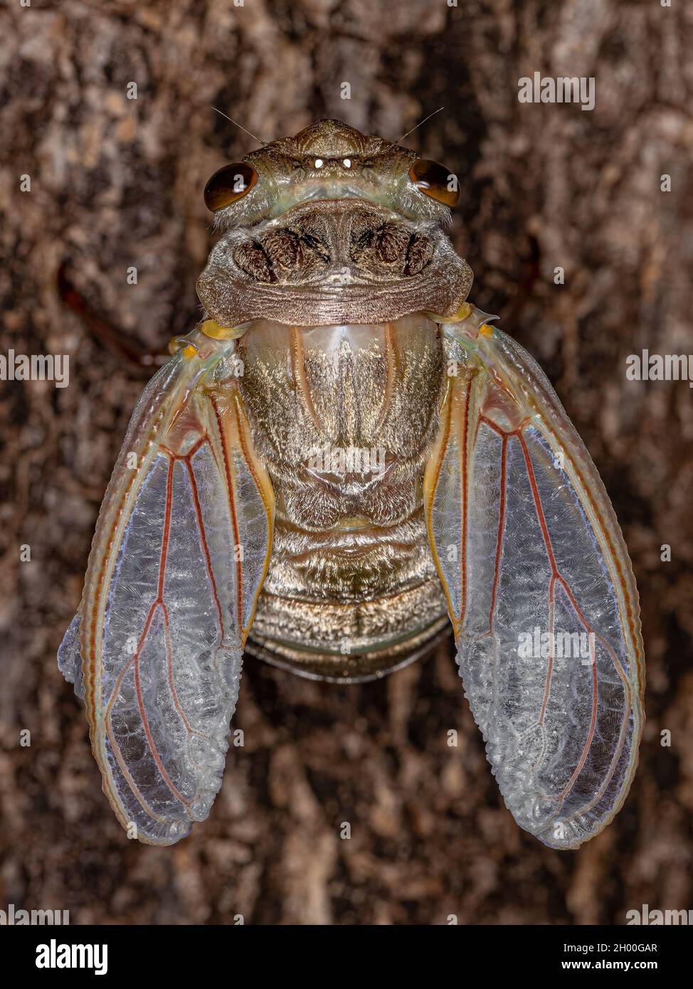 Erwachsener Riesenkicada der Art Quesada gigas im Prozess der Eklyse, bei dem sich die Zikade zum Erwachsenenstadium entwickelt und das alte Exoskelett Th verlässt Stockfoto