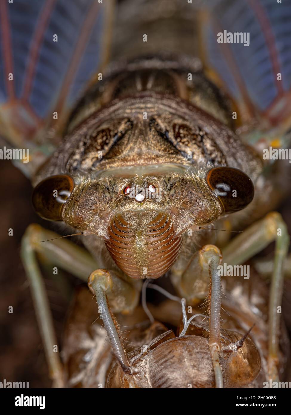 Erwachsener Riesenkicada der Art Quesada gigas im Prozess der Eklyse, bei dem sich die Zikade zum Erwachsenenstadium entwickelt und das alte Exoskelett Th verlässt Stockfoto