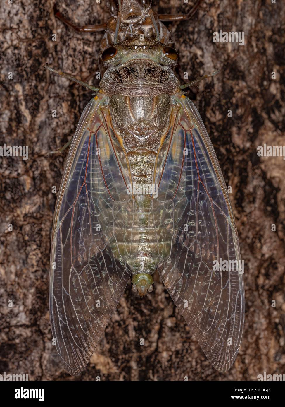 Erwachsener Riesenkicada der Art Quesada gigas im Prozess der Eklyse, bei dem sich die Zikade zum Erwachsenenstadium entwickelt und das alte Exoskelett Th verlässt Stockfoto