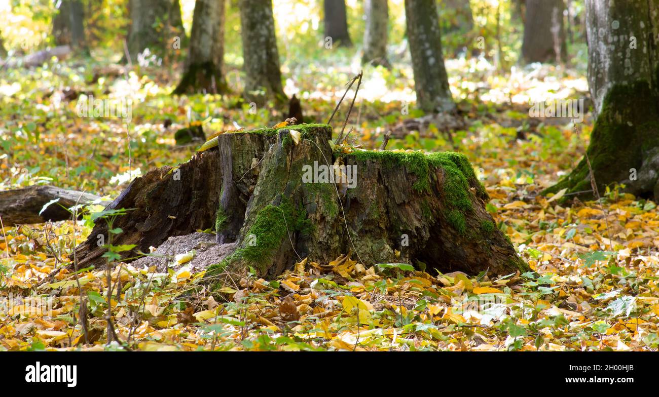 Ein alter, mit Moos bedeckter Stumpf im Herbstwald Stockfoto