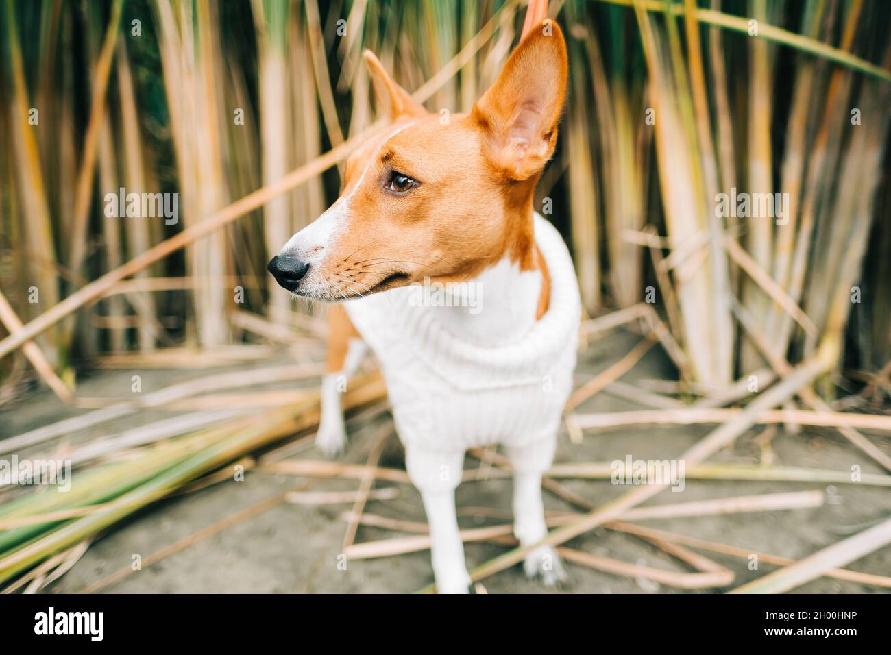 Porträt des basenji-Hundes im Schilf am Flussufer... Stockfoto