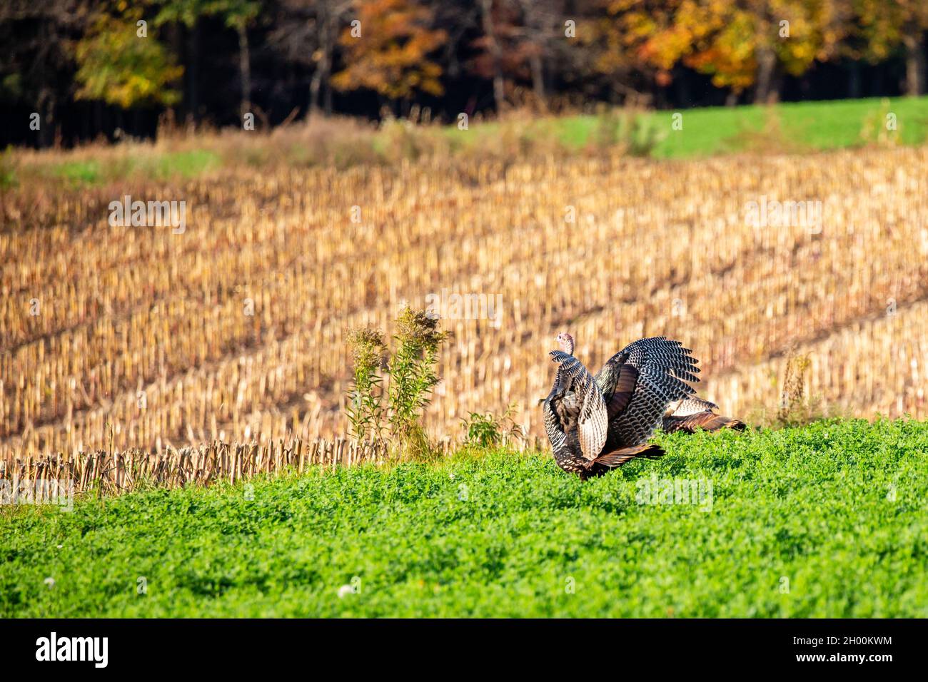 Die wilden türkischen Männchen (Meleagris galopavo) flattern horizontal in einem Luzerne-Feld im Zentrum von Wisconsin mit seinem Flügel Stockfoto