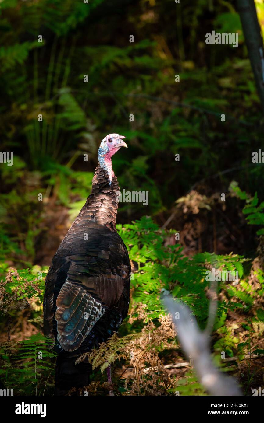 Eastern Wild turkey (Meleagris galopavo) Nahaufnahme im Spätsommer Wisconsin, vertikal Stockfoto
