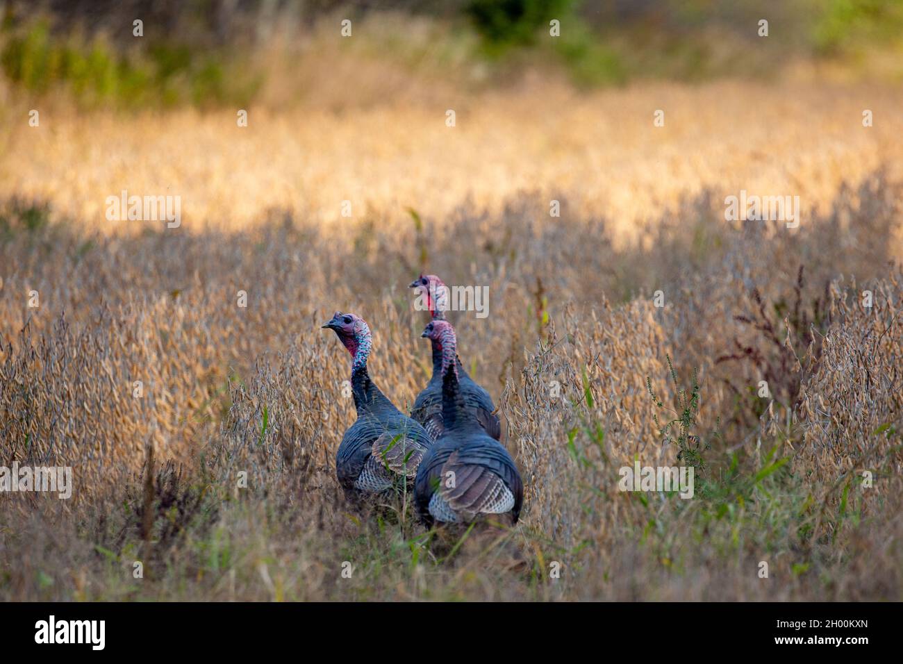 Östliche wilde türkei (Meleagris galopavo) im frühen Herbst in Zentral-Wisconsin, horizontal Stockfoto