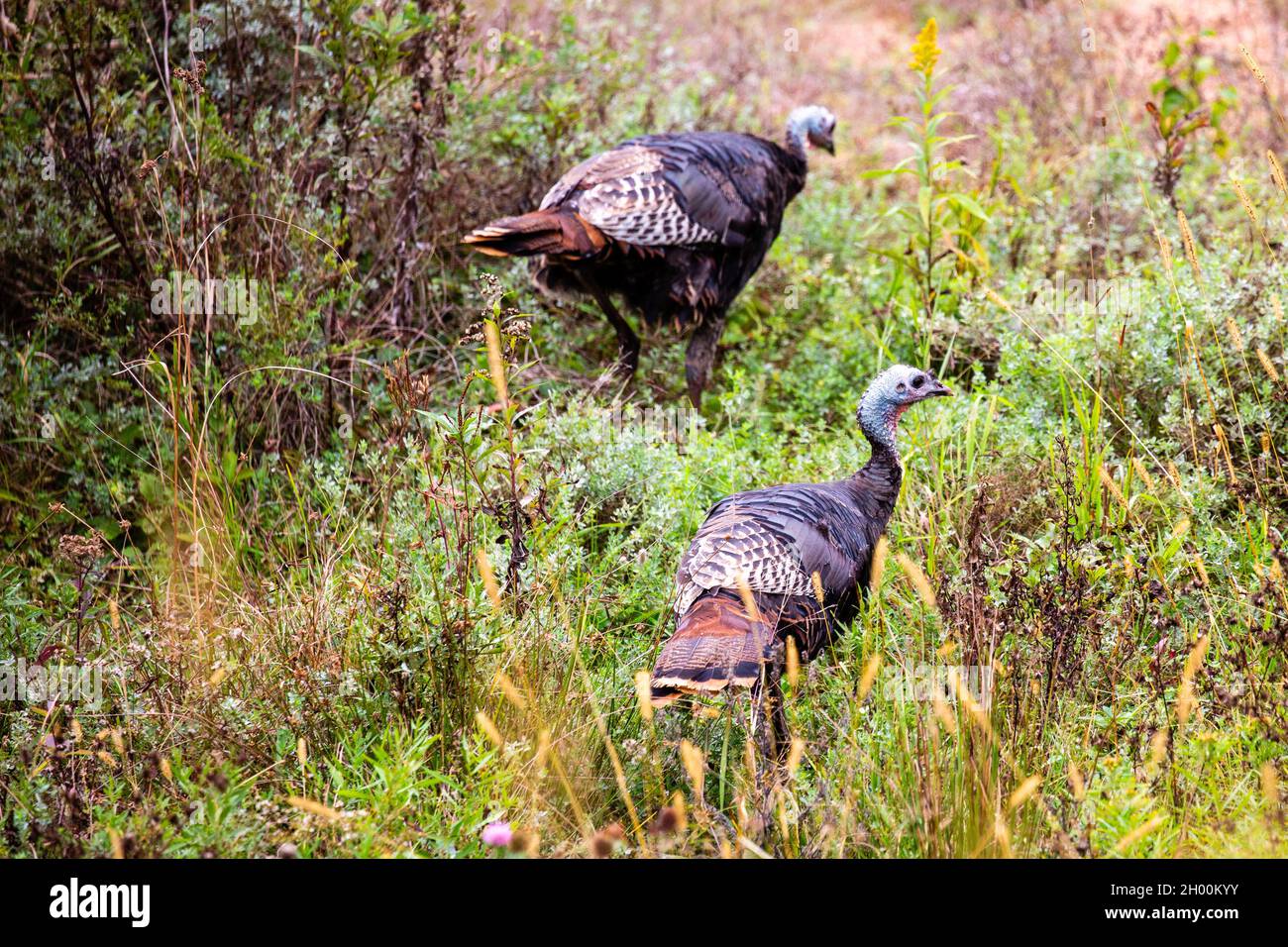 Östliche wilde türkei (Meleagris galopavo) im frühen Herbst in Zentral-Wisconsin, horizontal Stockfoto