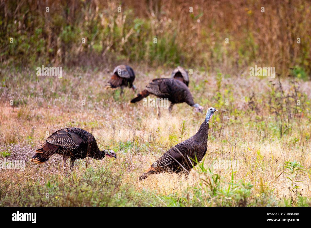 Östliche wilde türkei (Meleagris galopavo) im frühen Herbst in Zentral-Wisconsin, horizontal Stockfoto