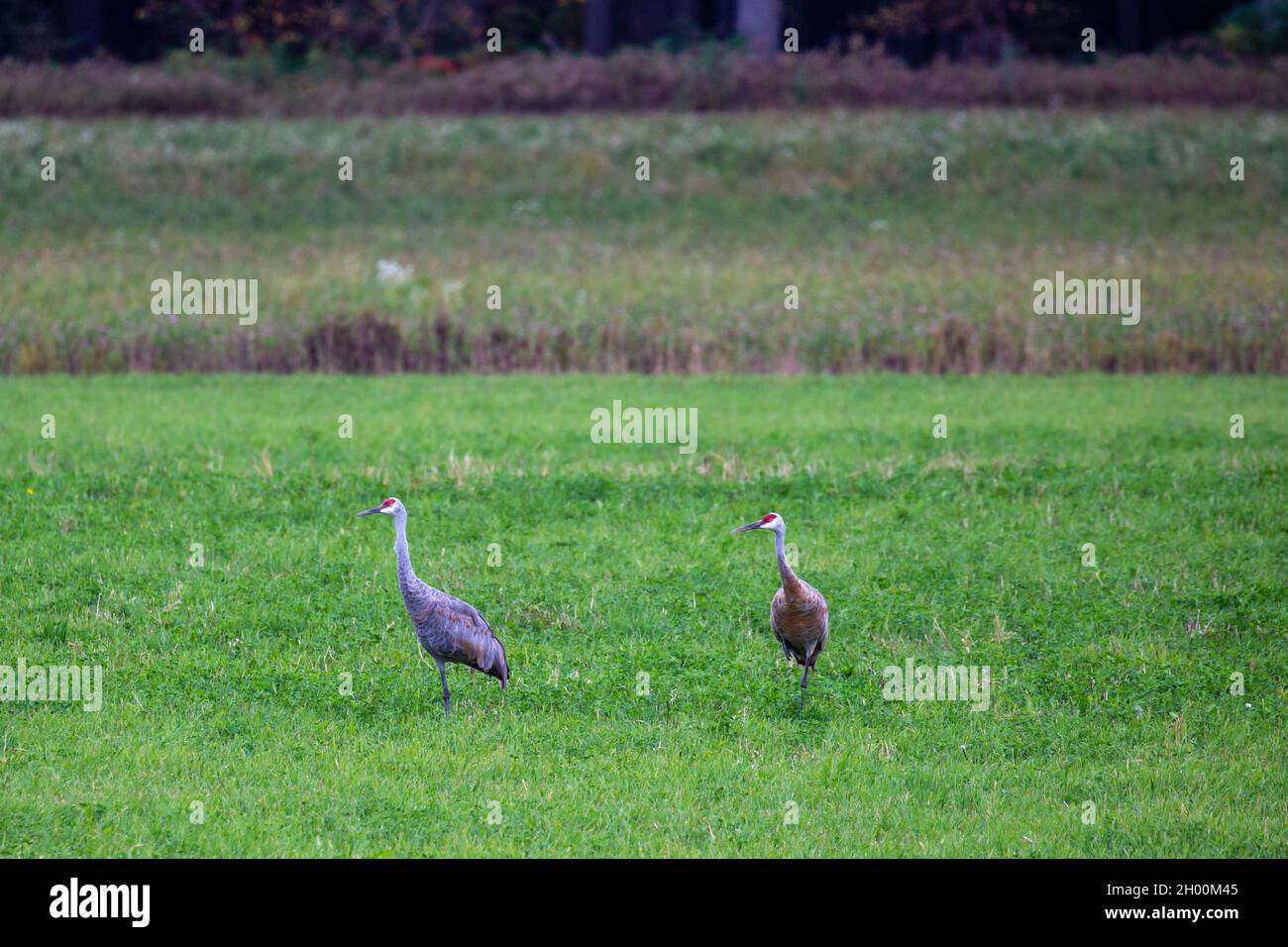 Zwei Sandhügelkrane, die im Oktober in einem Wisconsin Heufeld stehen, horizontal Stockfoto