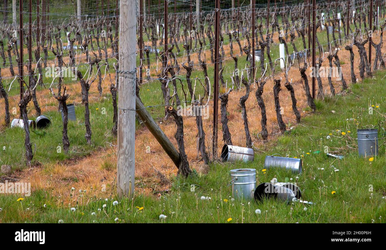 Hampshire, England, Großbritannien. 2021. Frostschutz Metalldosen um einen Weinberg in Hampshire verstreut, die verwendet werden, um Kerzen zu enthalten, um Frost auf dem zu verhindern Stockfoto