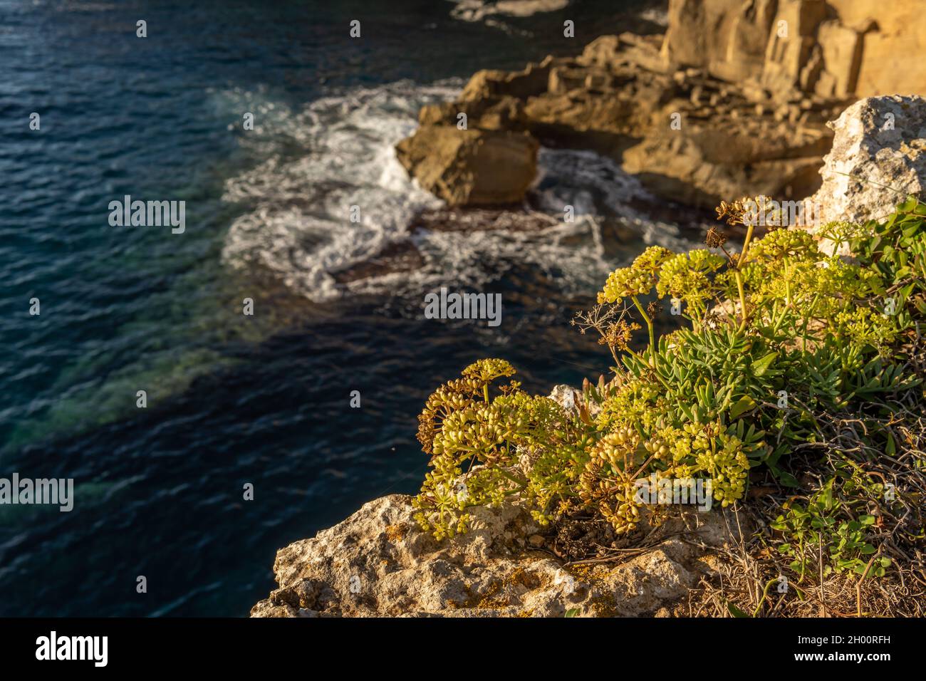 Nahaufnahme der Fenchelpflanze Crithmum maritimum aus dem Mittelmeer mit dem Mittelmeer im Hintergrund Stockfoto