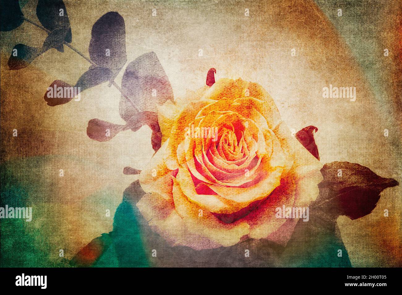 BLUMENKUNST: Die rosa Rose Stockfoto