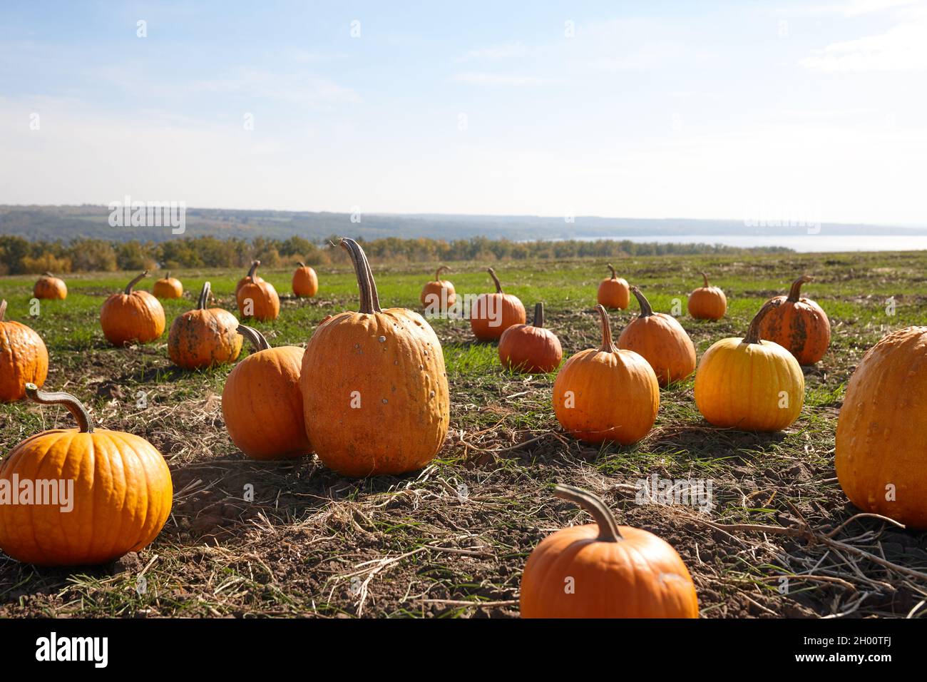 Kürbispflaster am sonnigen Herbsttag Stockfoto