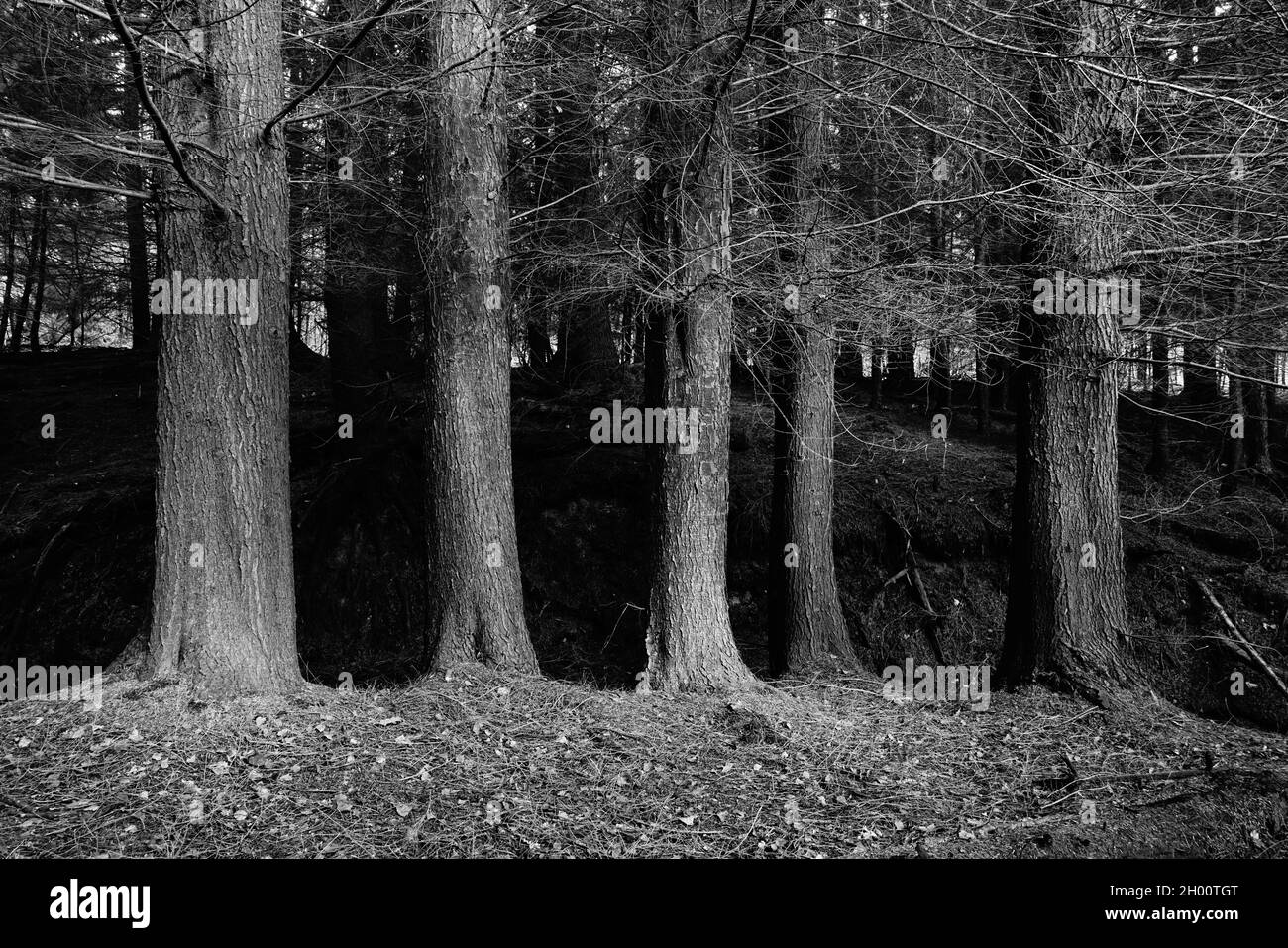 Baumstämme in kontrastreichem Schwarz und Weiß. Stockfoto