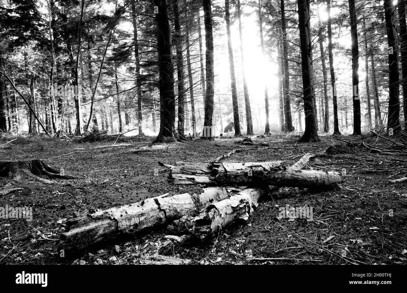 Waldbäume in kontrastreichem Schwarz und Weiß. Stockfoto