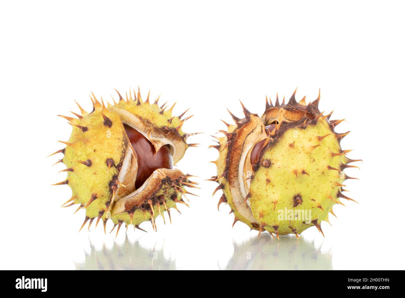 Zwei ungeschälte Kastanien, Nahaufnahme, isoliert auf Weiß. Stockfoto