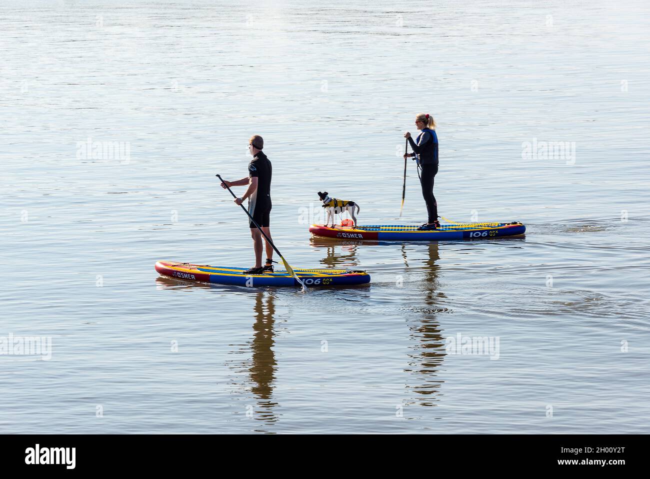 Ein Mann und eine Frau auf Paddelbrettern, mit ihrem Hund, an einem sonnigen und ungewöhnlich milden und stillen Herbsttag in Barry Old Harbour. Stockfoto
