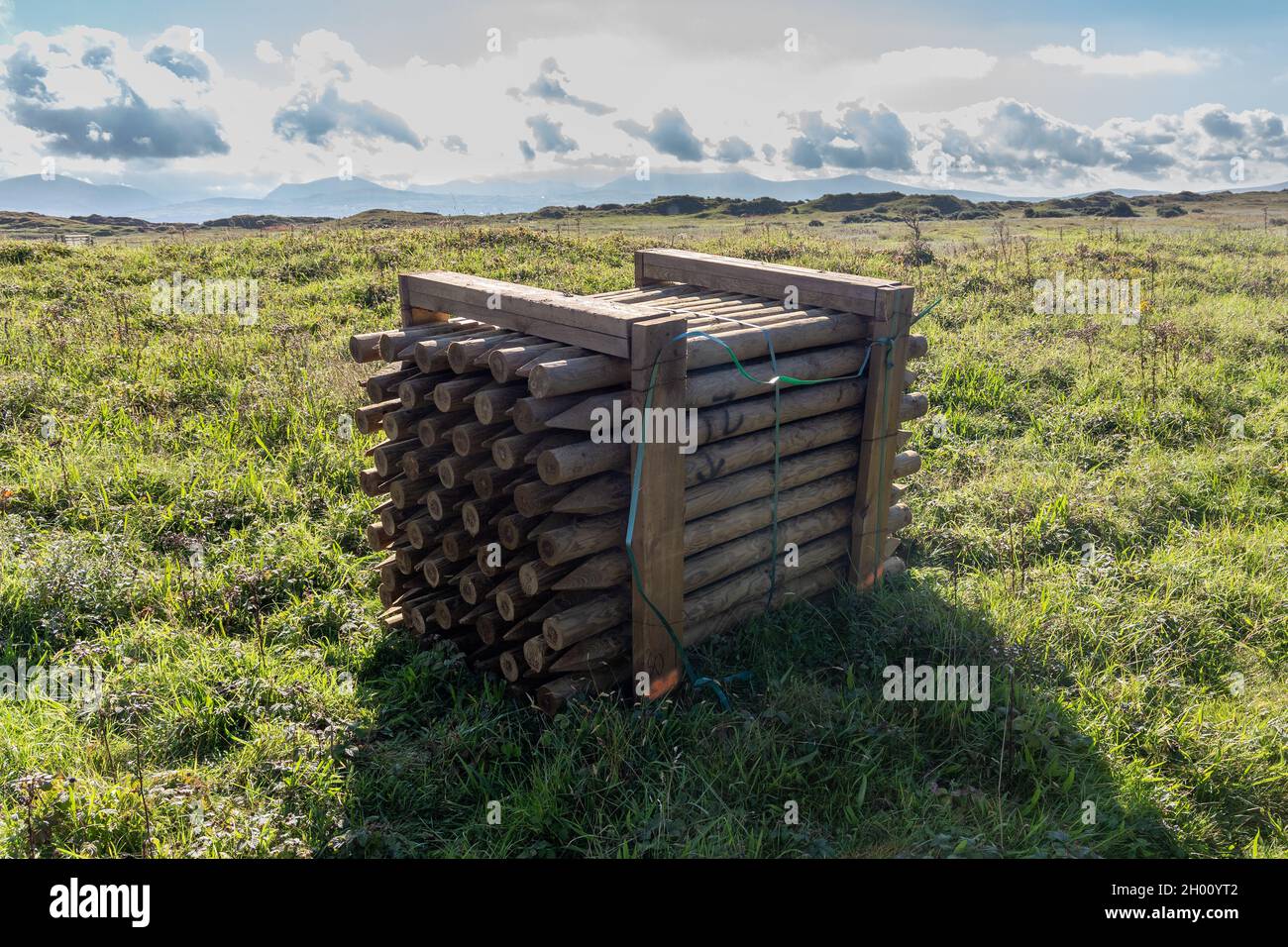Newborough Warren, Wales: Ballen von spitzen hölzernen Zaunpfosten in einem Feld an der Anglesey-Küste. Stockfoto