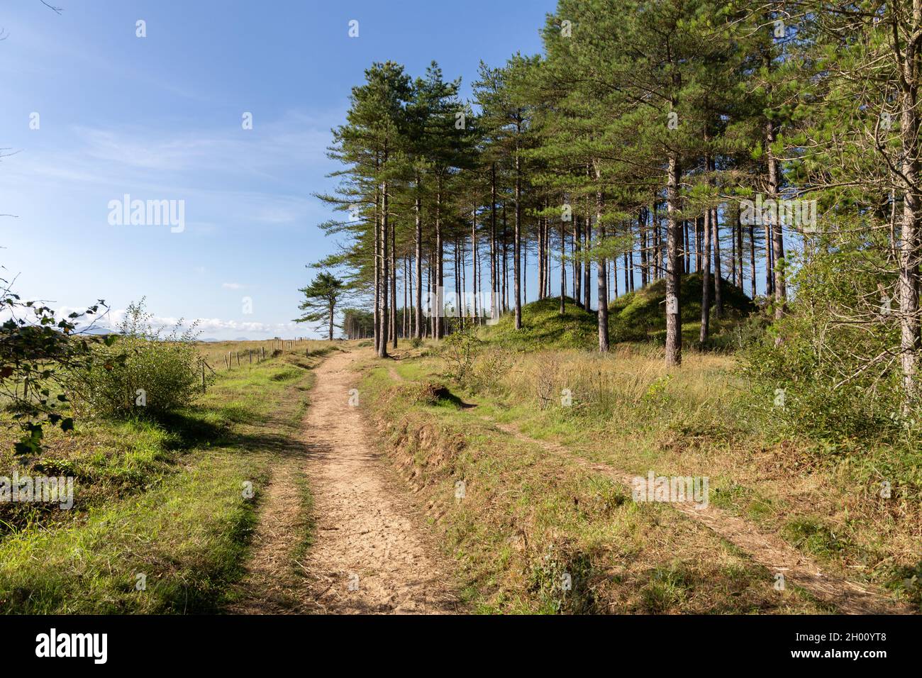 Newborough Forest, Wales: Pfad durch die Koniferplantage korsischer Kiefernbäume an der Anglesey-Küste. Stockfoto