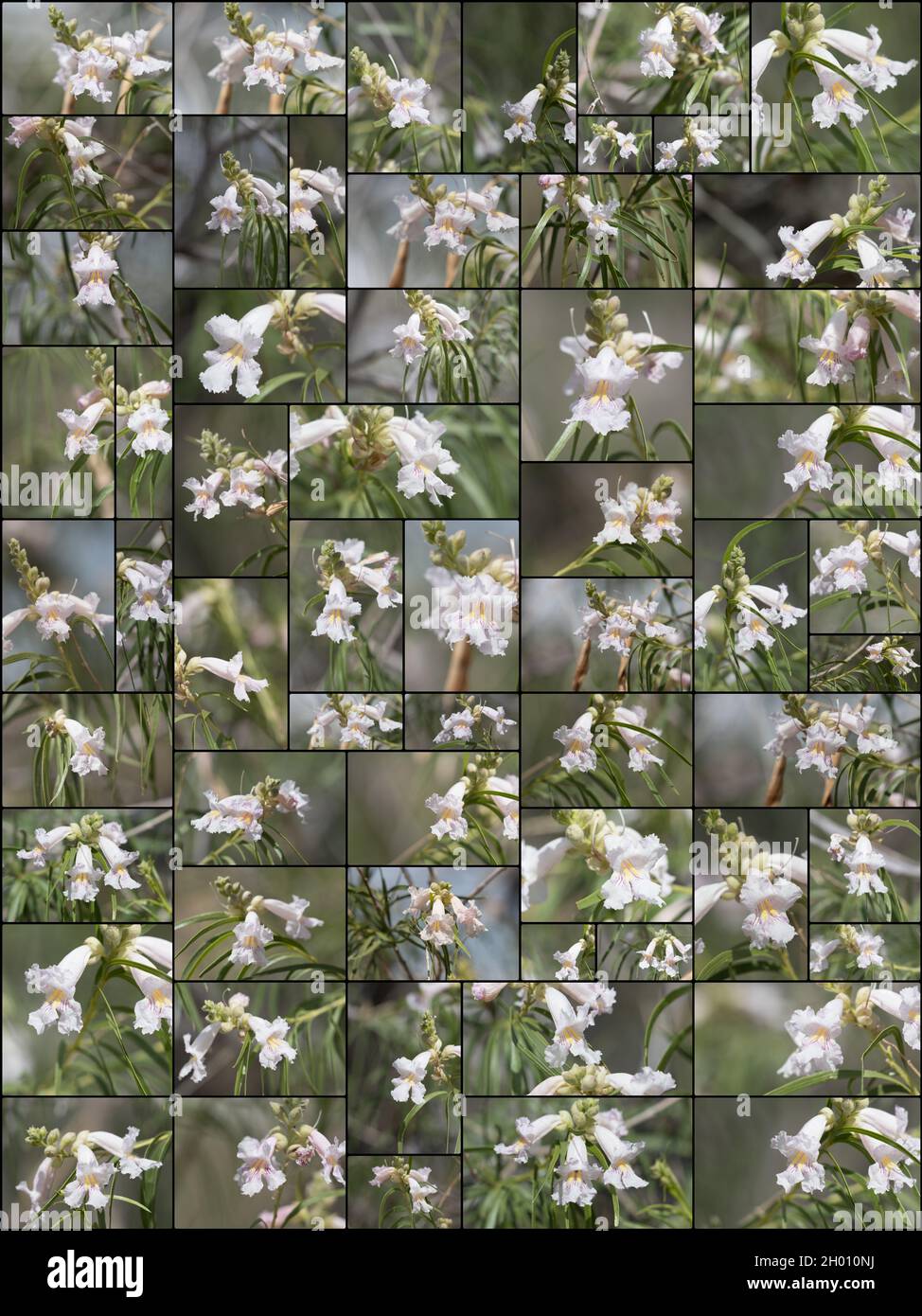 Collage aus weißen Racemenblüten auf der Wüstenweide, Chilopsis Linearis, Bignoniaceae, aus der südlichen Mojave-Wüste, Frühjahr 2021. Stockfoto
