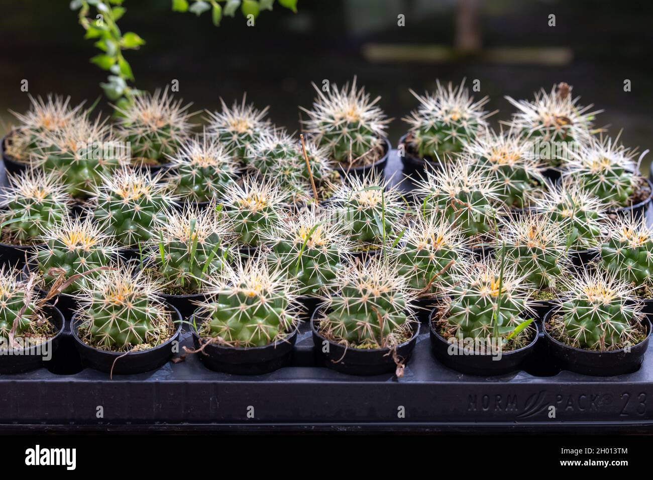 Kaktus zur Dekoration Natur für Garten wachsen Stockfoto