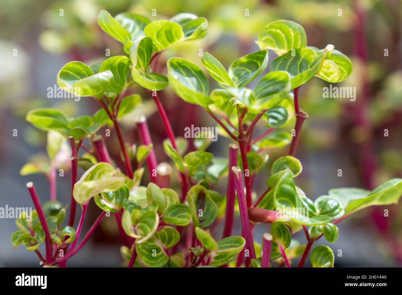 Konzentrieren Sie sich auf die Natur grüne Pflanzen im Garten Stockfoto