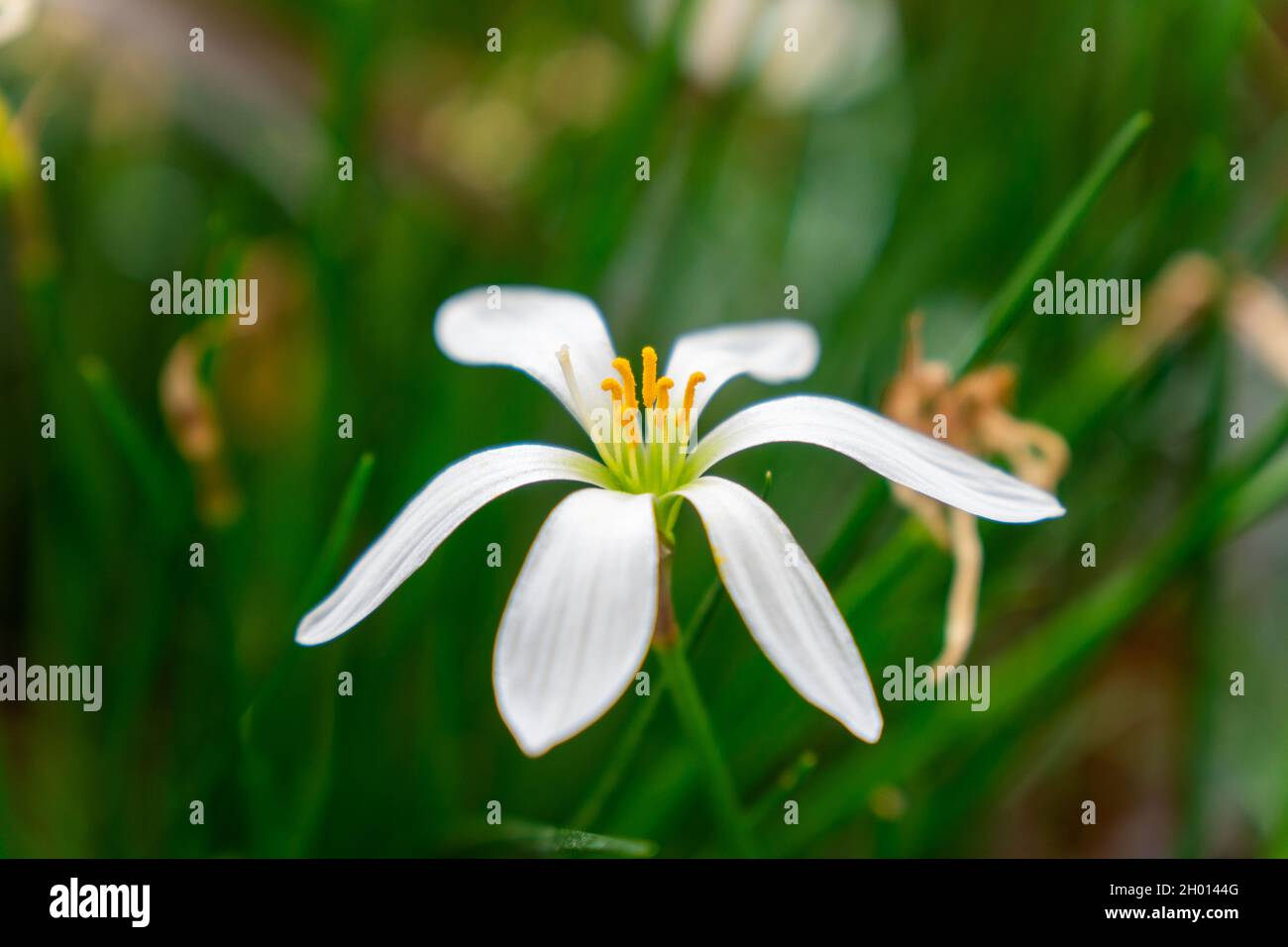 Konzentrieren Sie sich auf die Natur weiße Blume und grünes Gras Stockfoto