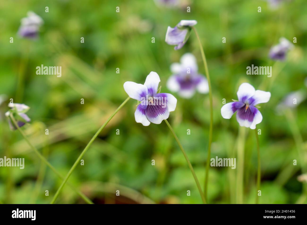 Konzentrieren Sie sich auf die Natur grüne Blätter mit lila Blumenpflanzen im Garten Stockfoto