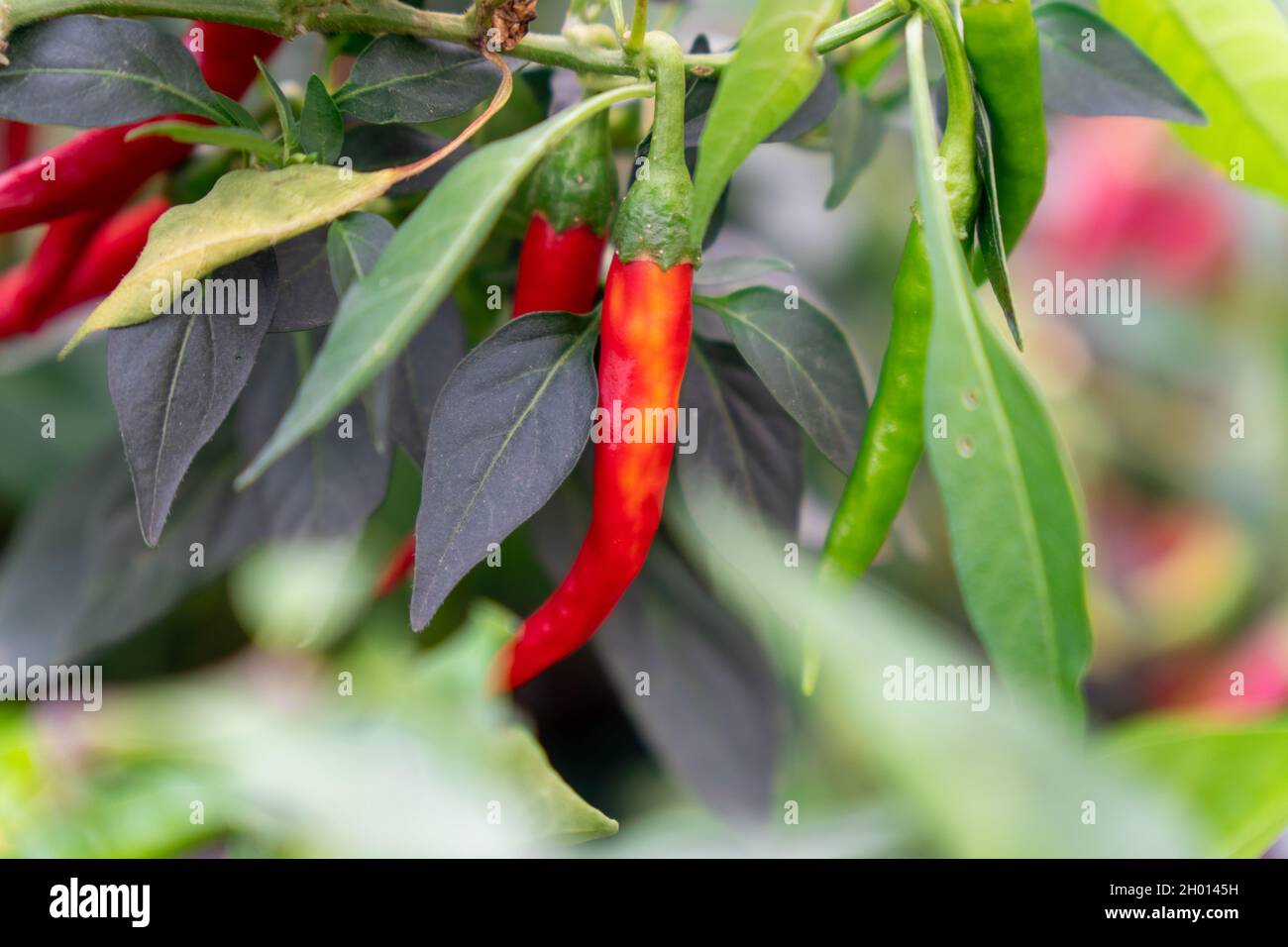 Konzentrieren Sie sich auf die Natur roter Chilischote mit grünen Blättern im Garten Stockfoto