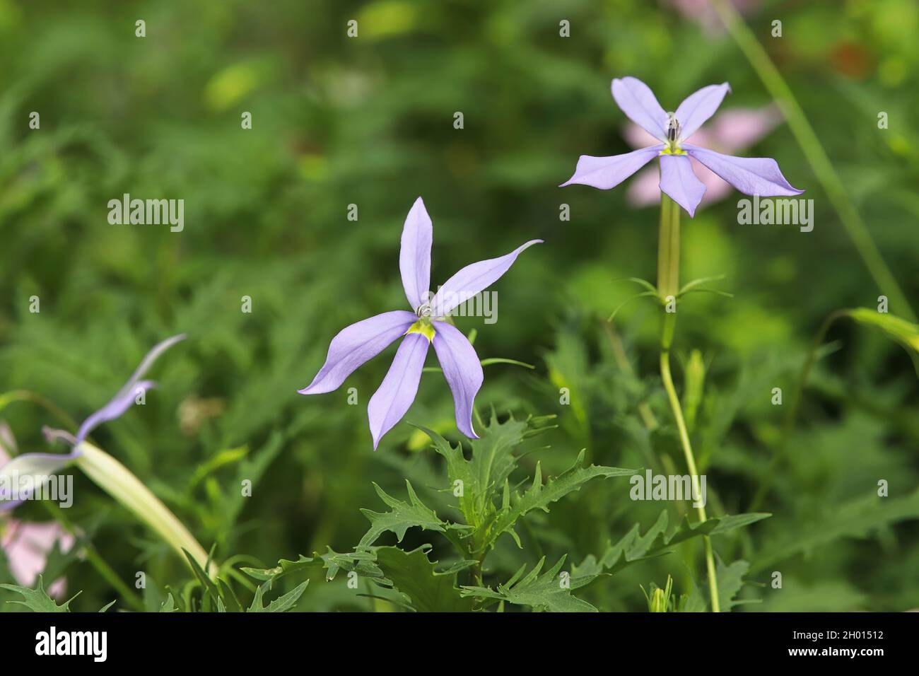 Nahaufnahme von lila Isotoma-Blüten und -Pflanzen Stockfoto