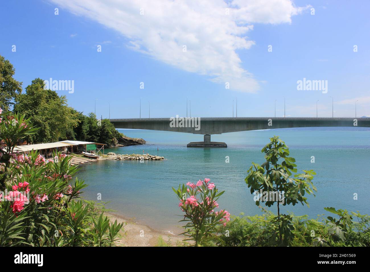 Pflanze Wasser Himmel Baum Natur Schönheit in der Natur Wachstumswolke - Himmel Tageslandschaft - Natur keine Menschen Meeresblume ruhige Szene blühende Pflanze Ruhe Stockfoto