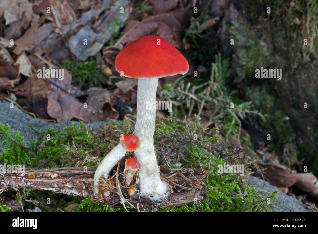 Leratiomyces ceres (Rotbleirunder Kopf) wächst typischerweise gesellig auf Holzspänen. Sie ist weit verbreitet. Stockfoto