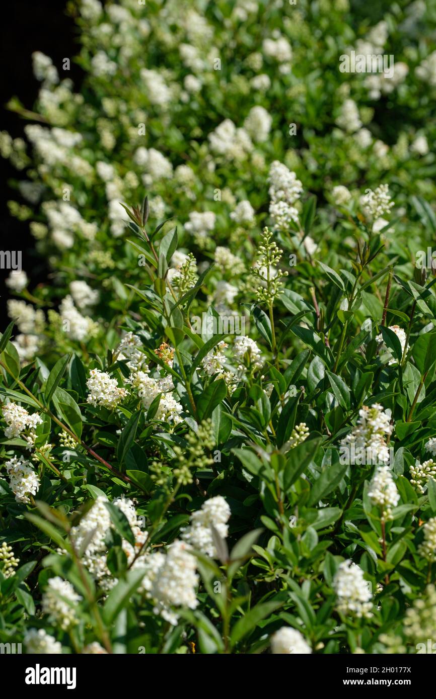 Eine selektive Fokusaufnahme der Heckenpflanze von Privet mit weißen Blüten, die im Garten blühen Stockfoto