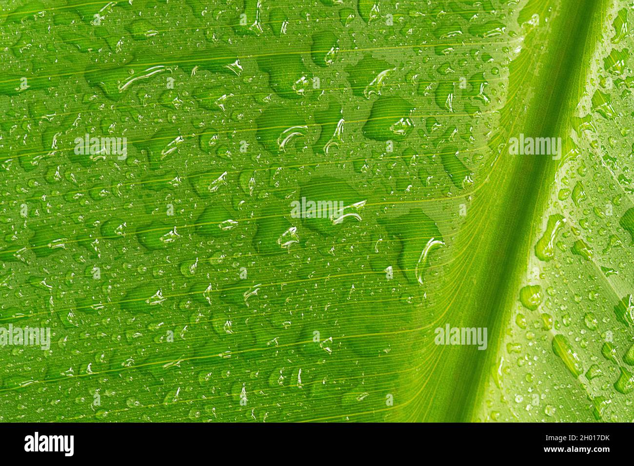 Bananenbaumblatt mit wassertropfen -Fotos und -Bildmaterial in hoher  Auflsung  Alamy