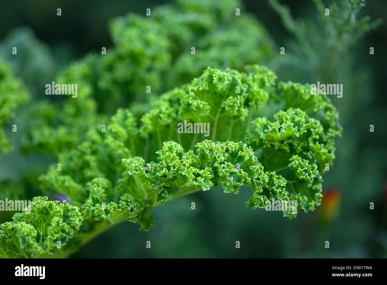 Nahaufnahme des grünen, lockigen Grünblättrigen Salatgemüses im Garten. Frischer grüner lockiger Grünkohl hinterlässt einen selektiven Fokus. Schmackhafter Grünkohl, der im Fiel wächst Stockfoto