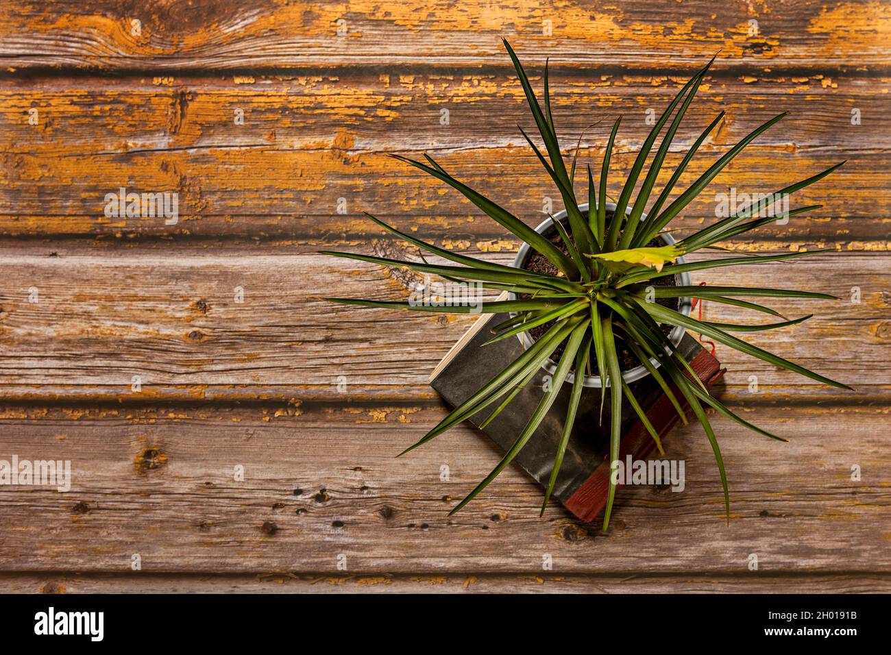 Draufsicht Bild von Tillandsia cyanea auf vintage Buch und malen geplatzte gelbe Planken Stockfoto