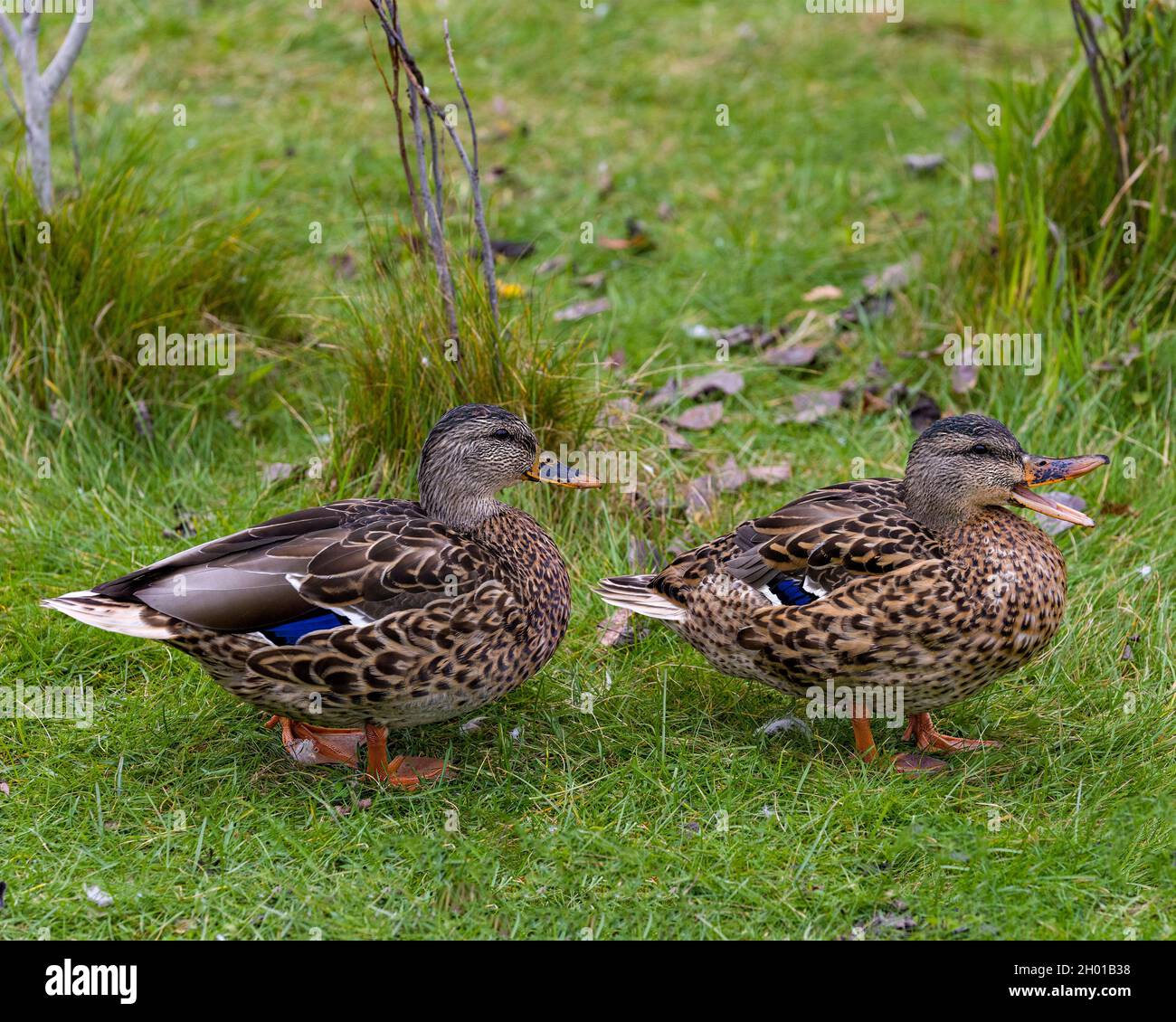 Bild einer stockente Fotos und Bildmaterial in hoher Auflösung Alamy
