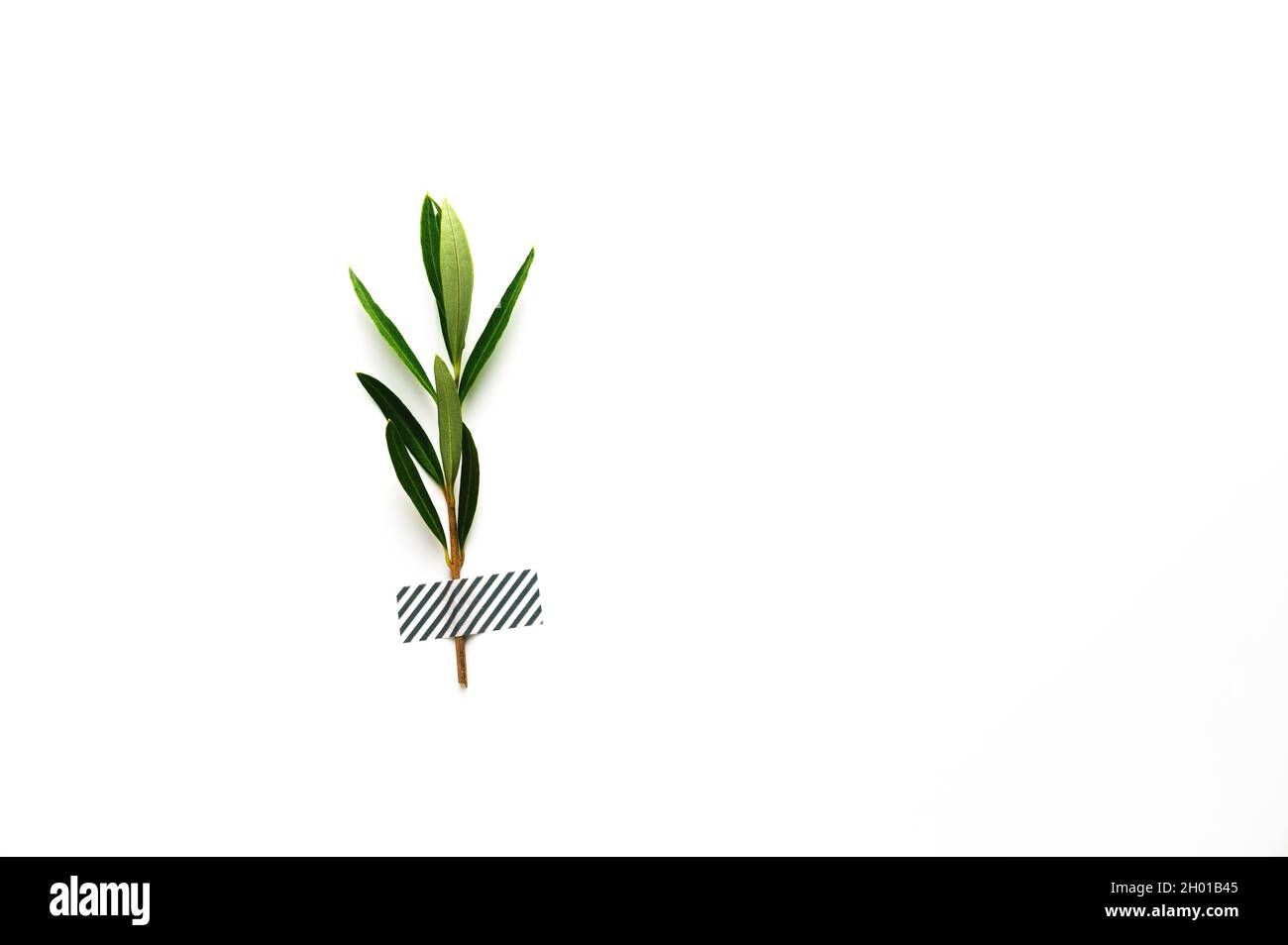 Grüner Zweig eines Olivenbaums (Symbol für Sieg, Frieden, Liebe, Loyalität und neues Leben), auf weißem Hintergrund mit gestreiftem Washi-Klebeband befestigt. Stockfoto